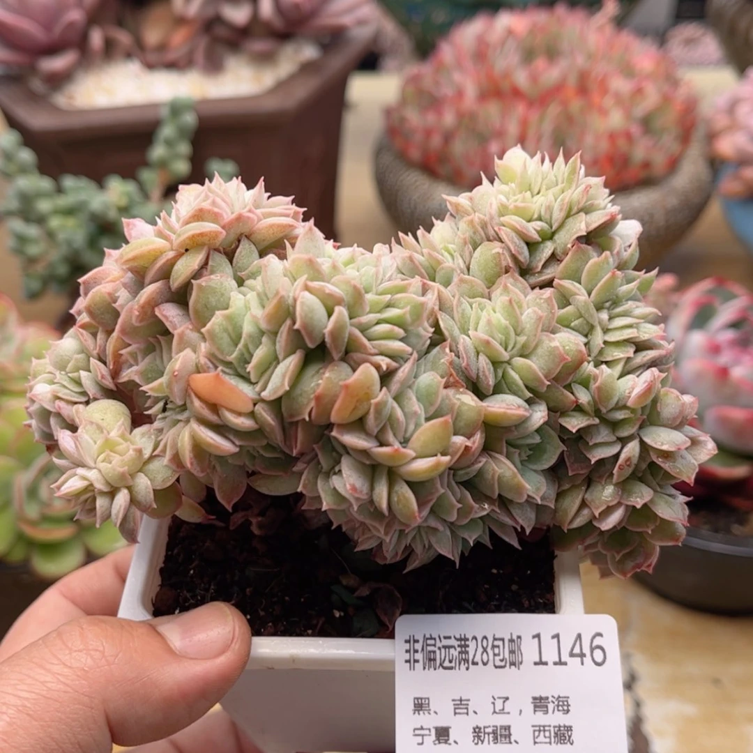 【闪购商品】1146昂斯诺缀