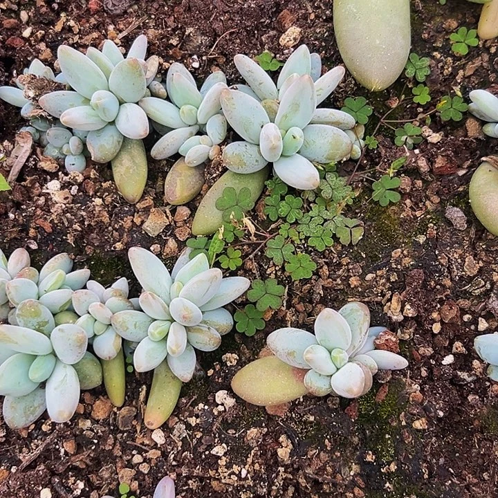 10颗美人系列多肉植物