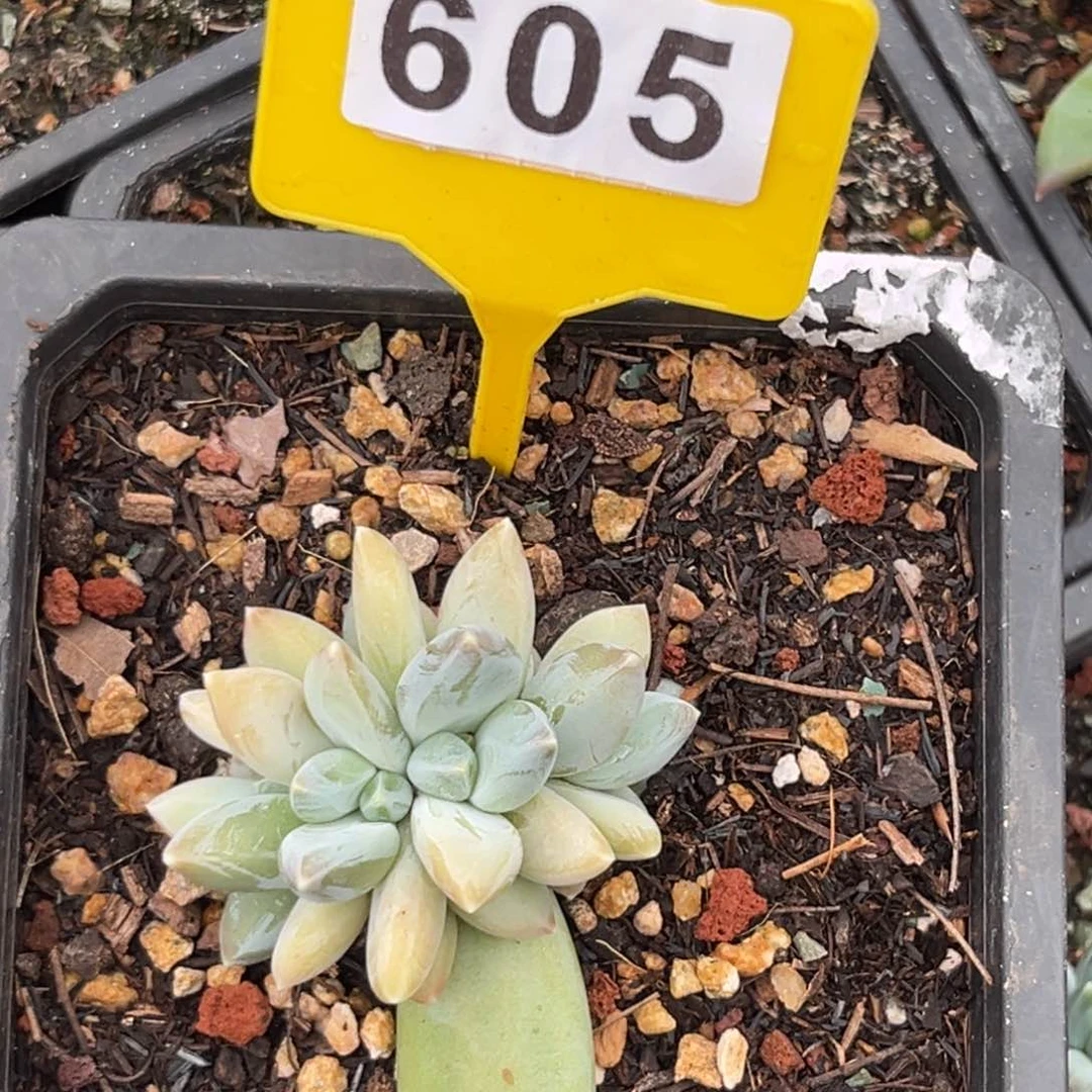 多肉植物三色美人605