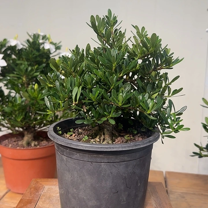 用***7无花朵栀子花盆景