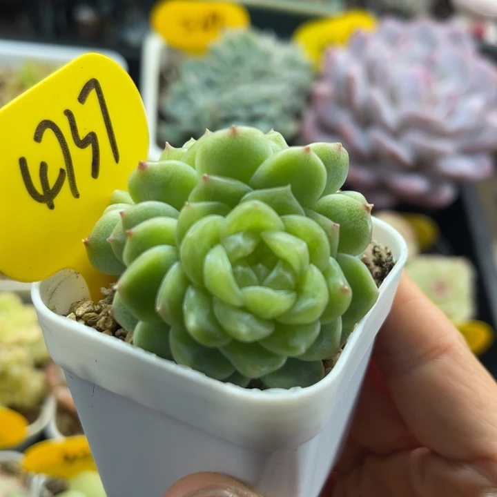 泼天富贵双头4737