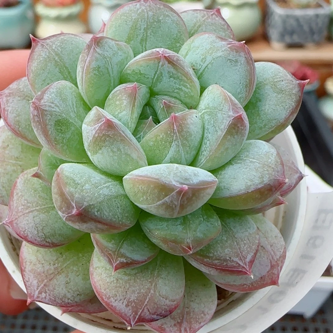 花语逸镜1019-322白桃