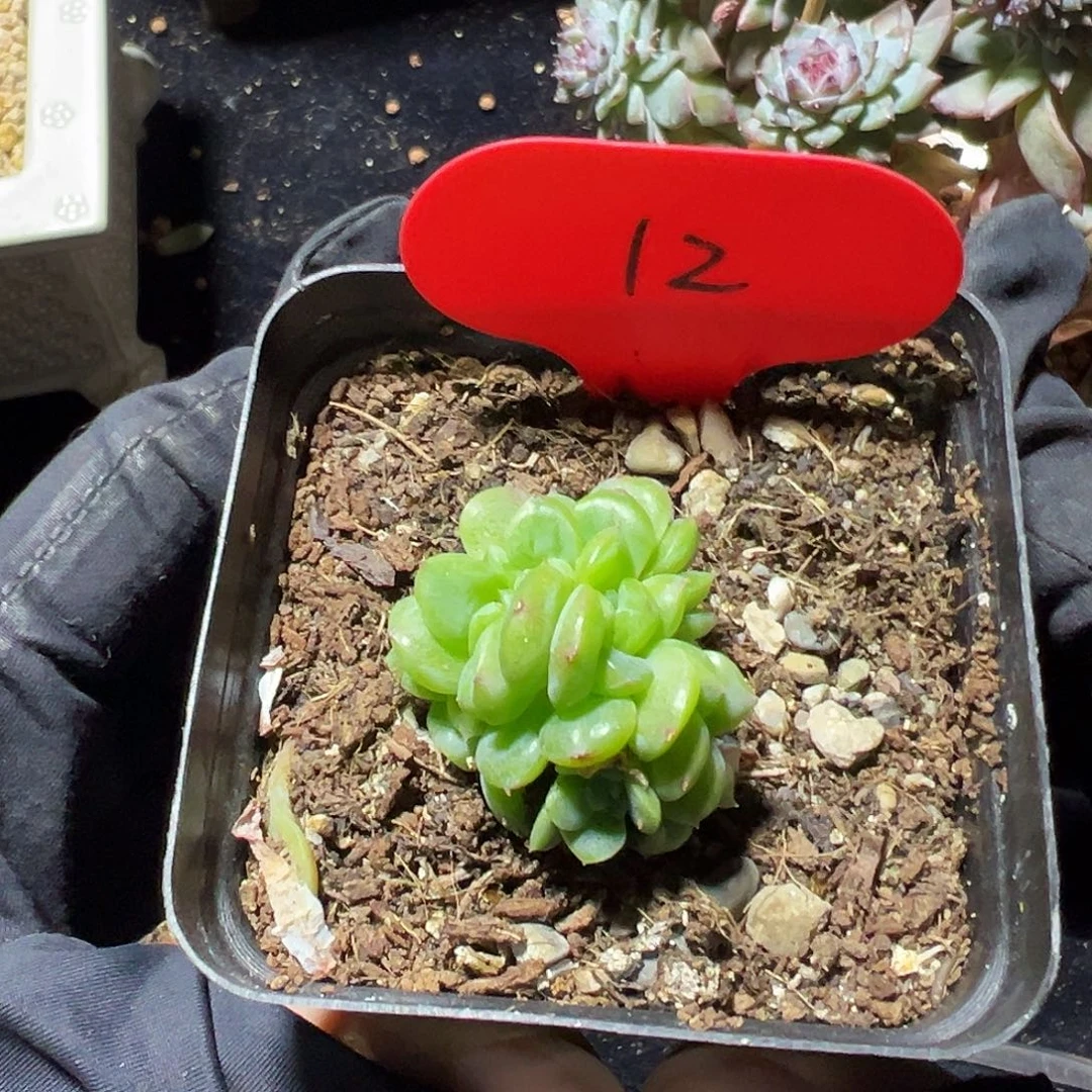 奶油财富密码缀化