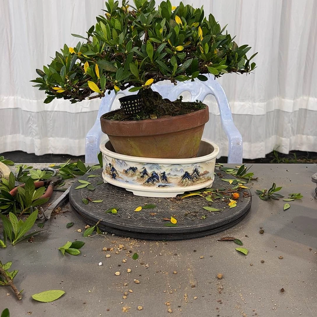 红陶嘿**哈栀子花一物一拍