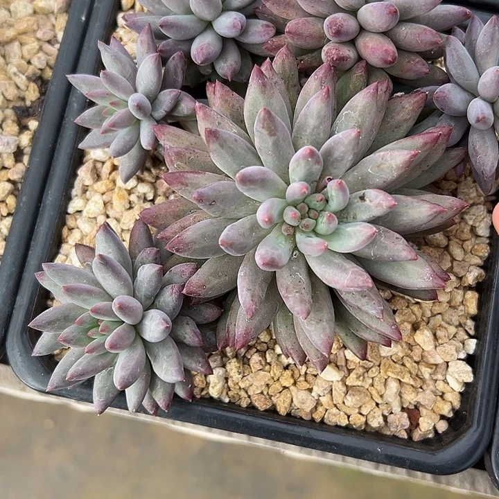 车厘子群生多头多肉