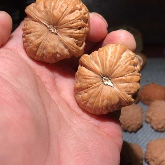 木41满肉南瓜墩狮子头