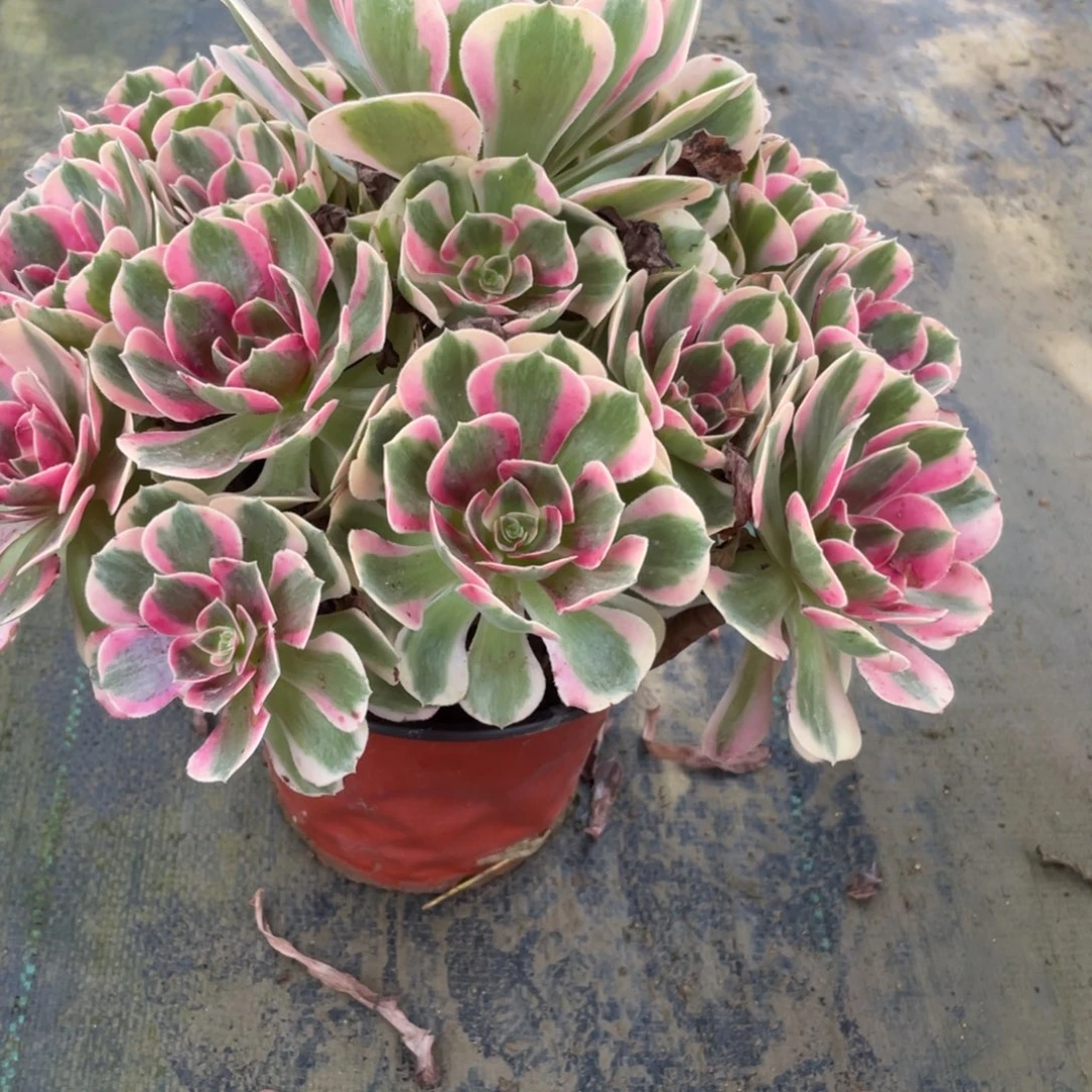 -***，132456788455113658874223588888