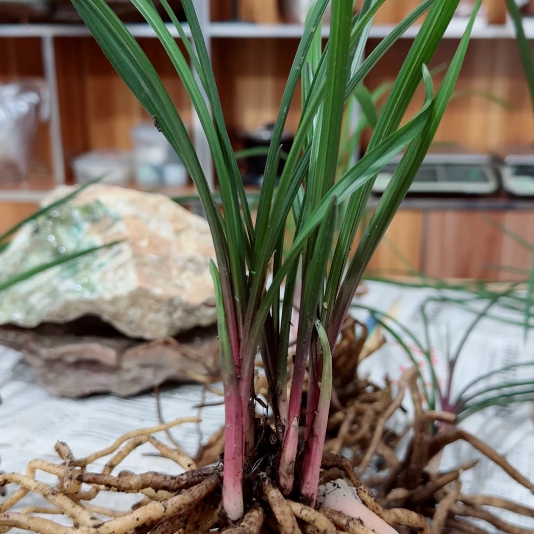 朱***朱当前无花栽培后可以开花