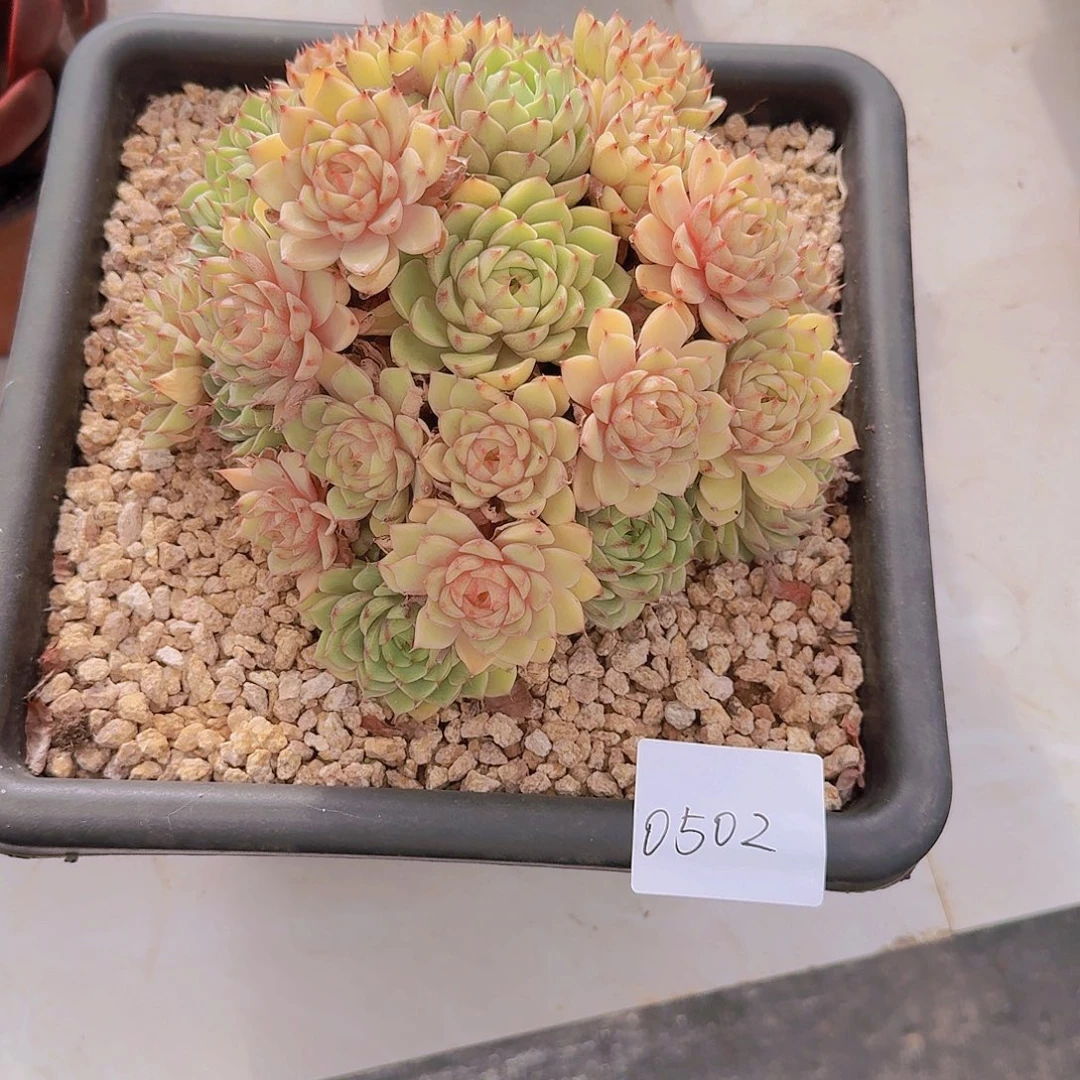 平***视0502本吧多肉植物