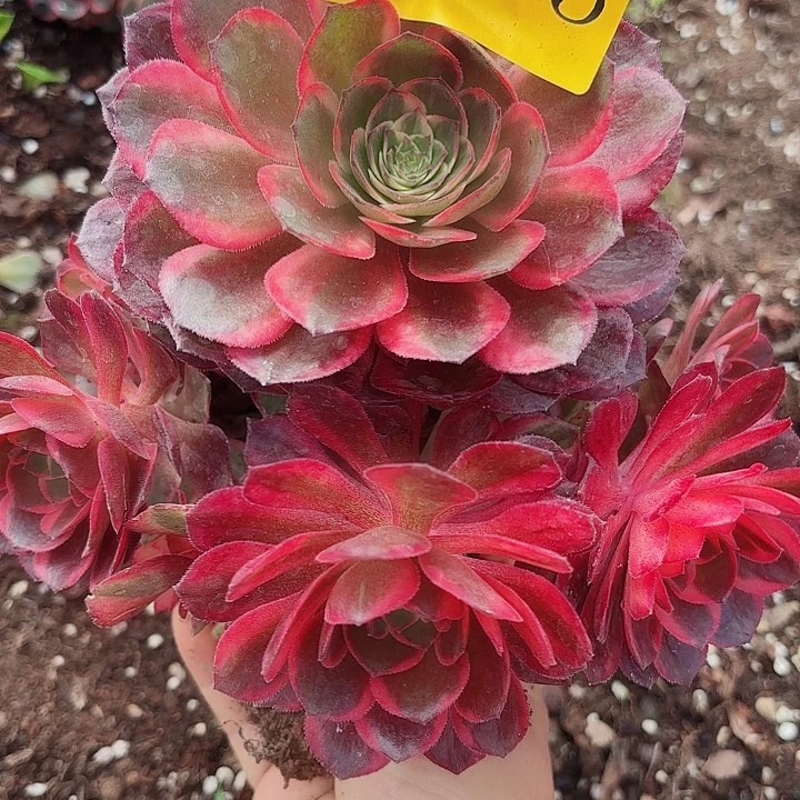 多肉植物黑膜锦0663