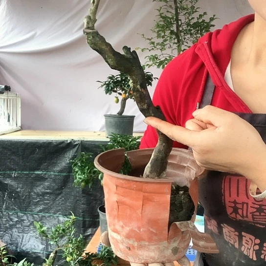 无花朵万年青葫芦。