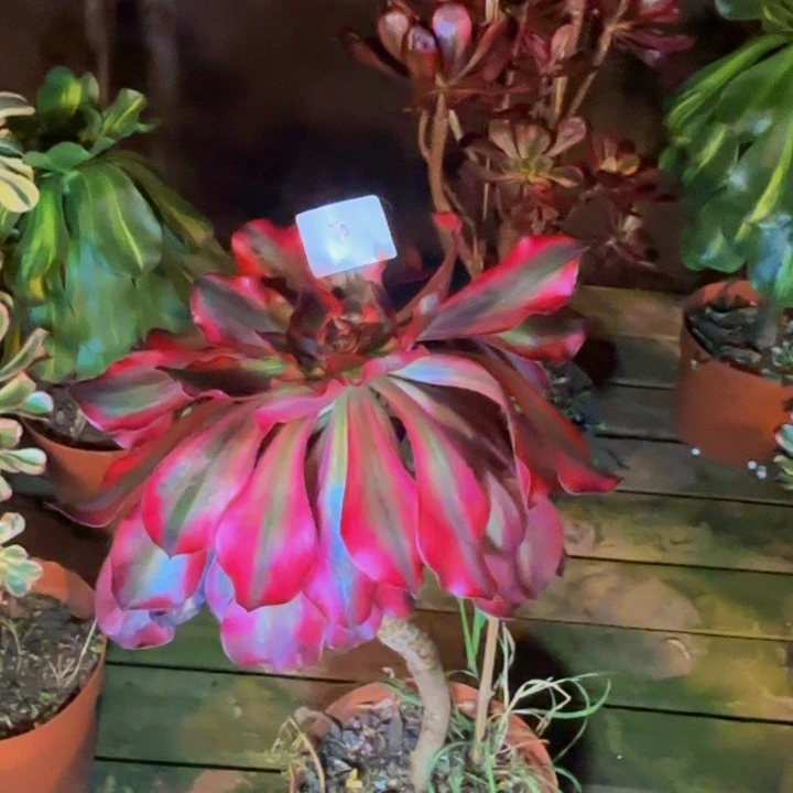 h***p云南巫毒超白锦法师多肉70号