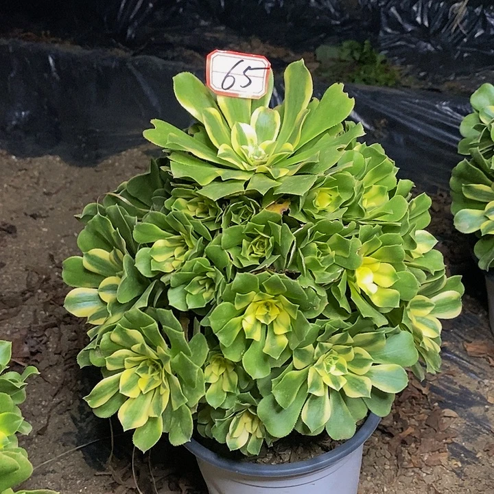 新尼亚老桩捧花65号