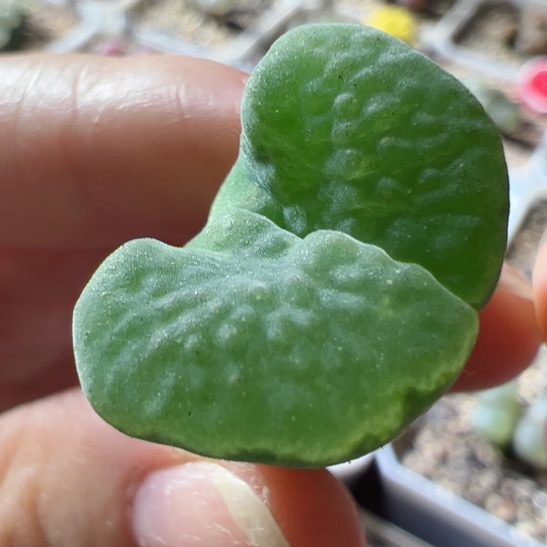 绿麒麟风铃 大窗 优选 04