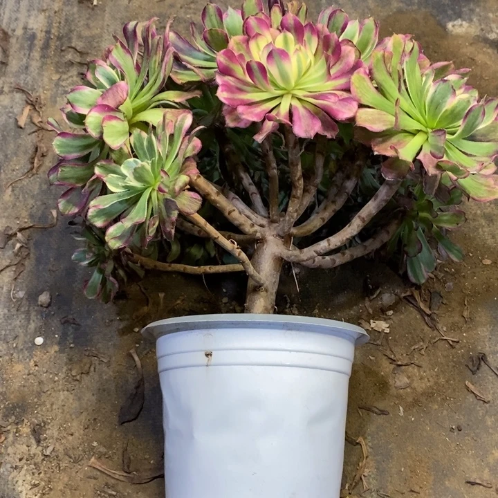 水墨画多肉断头不包2249