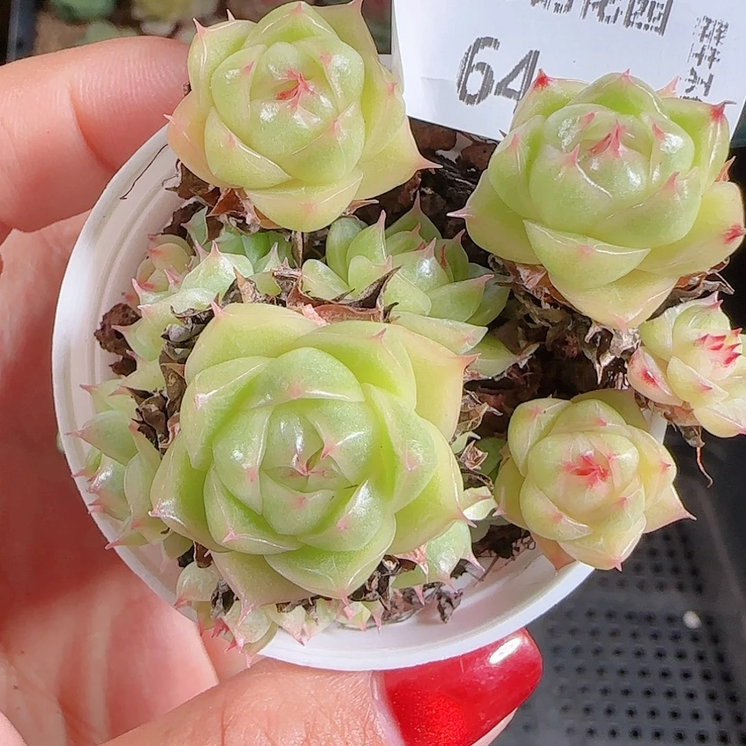 1101-64麦秆优选不包整