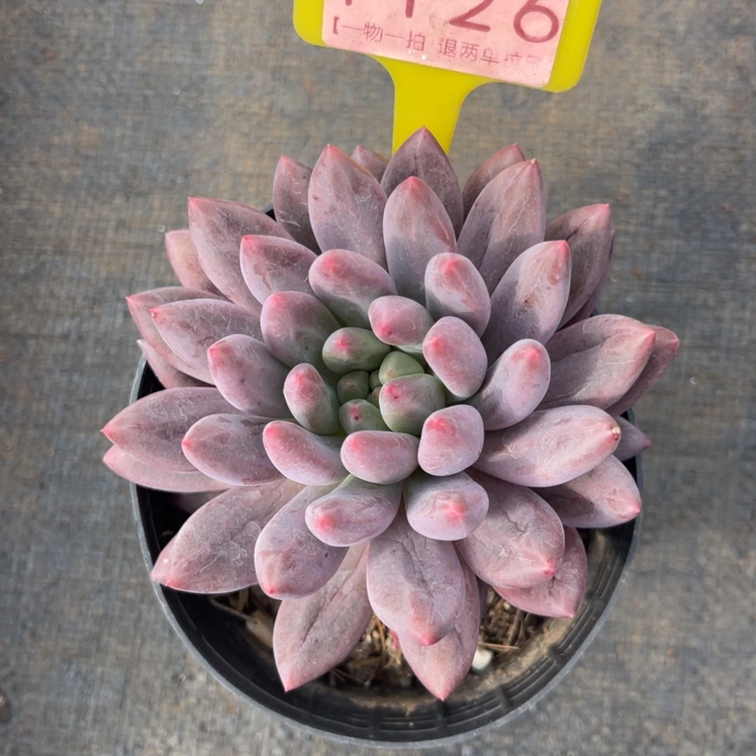 云尘多肉一物一拍1126，