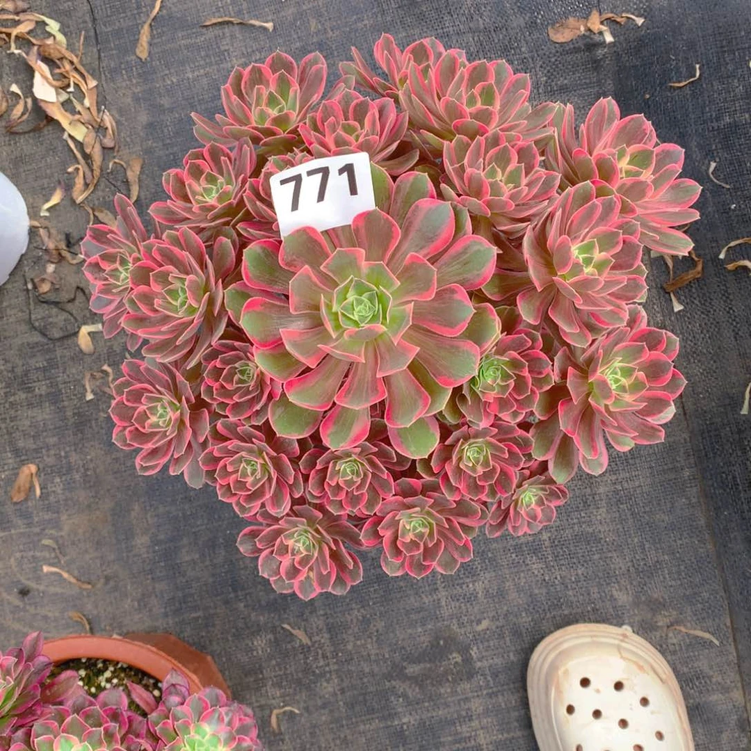 浣纱771法师多肉