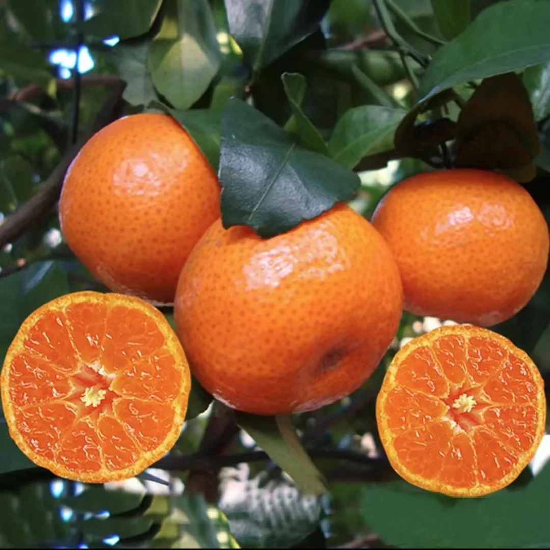 【正宗砂糖橘果树苗 】砂糖桔子苗庭院植物盆栽地栽阳台四季种植