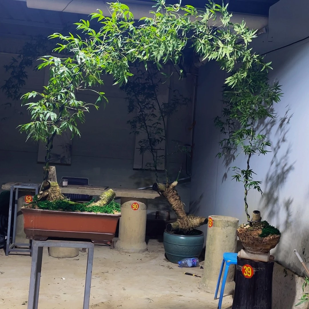 路***游无花朵小叶簕竹熟桩陶瓷盆一物一拍