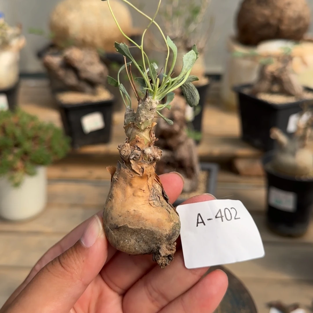 402开普敦厚敦菊块根植物