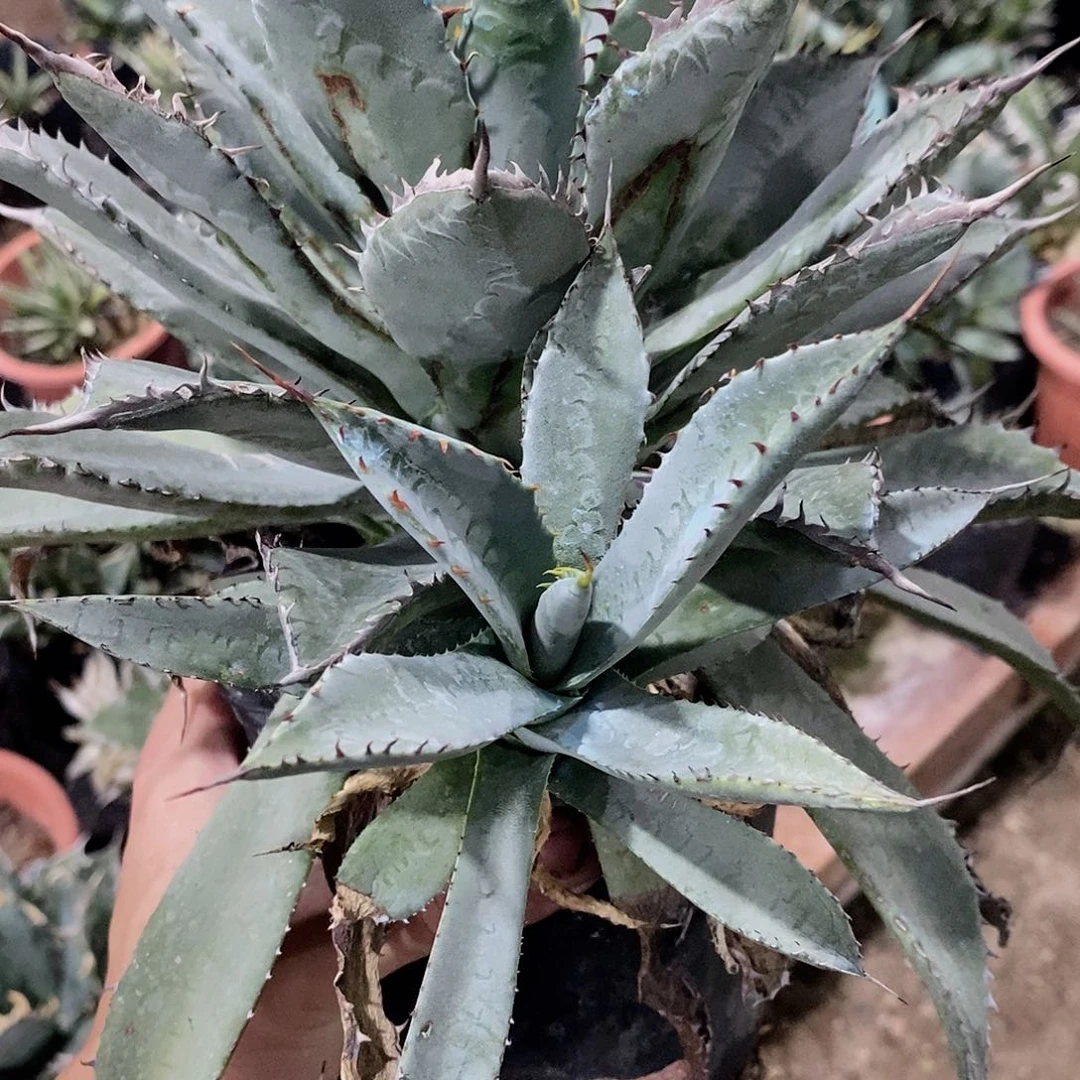 牙仙子侧芽一颗11111