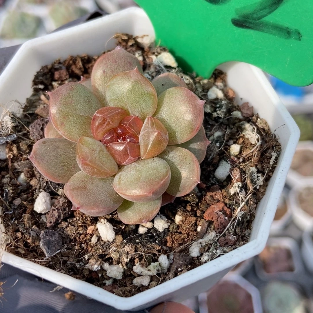 1002红恋多肉植物