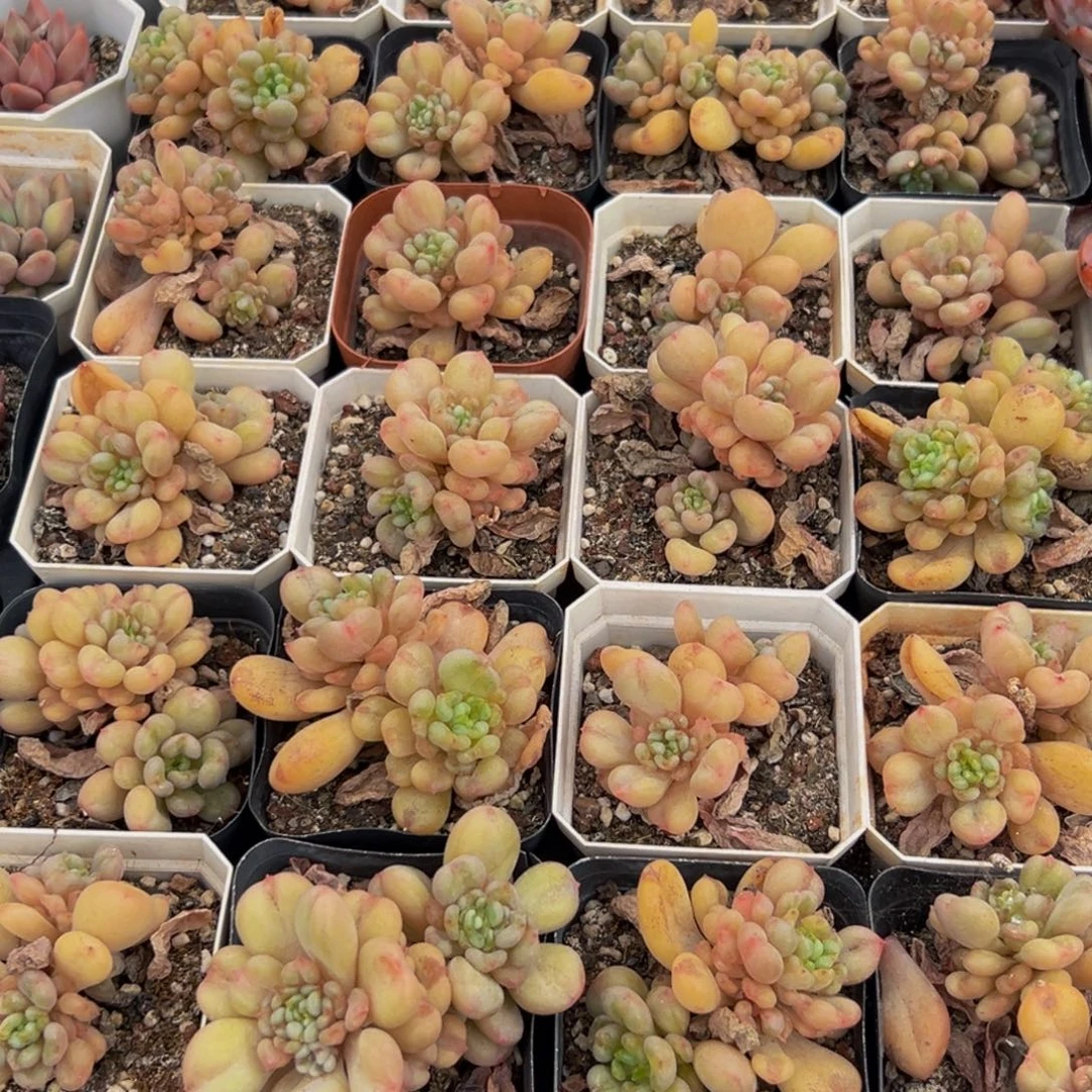 101的人都在用这个词了吗