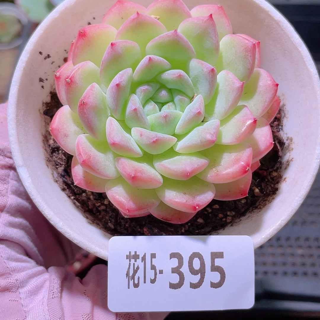 花利美15-395白桃汽水