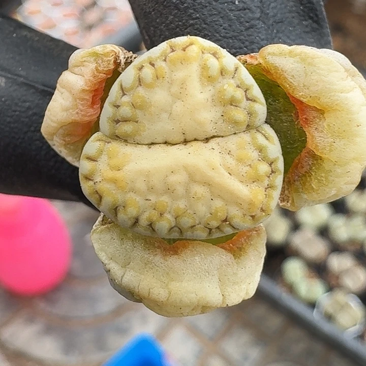 生石花1111。    110