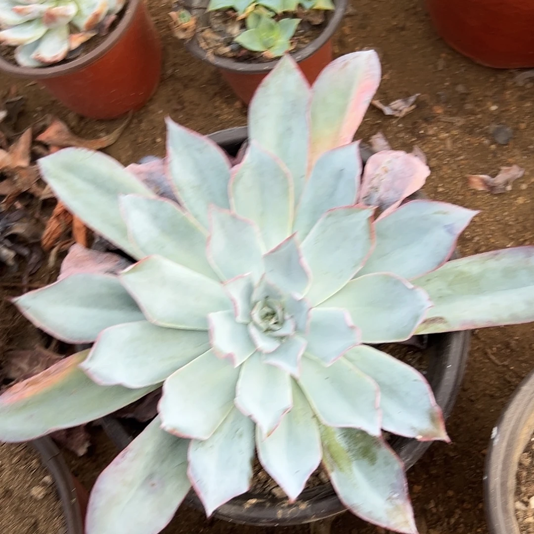 多肉植物多肉植物