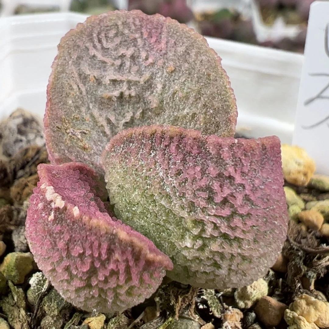 w粉色系冰晶颗粒款实生新品