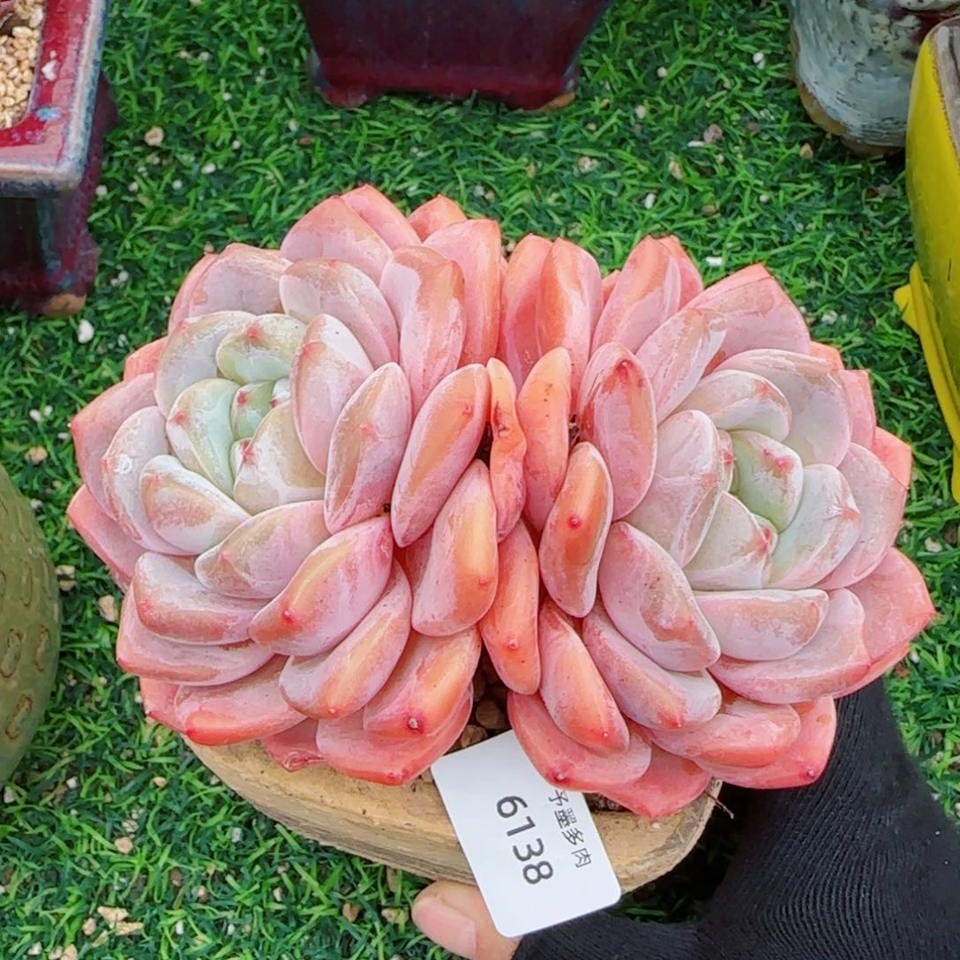 新品，6138多肉植物