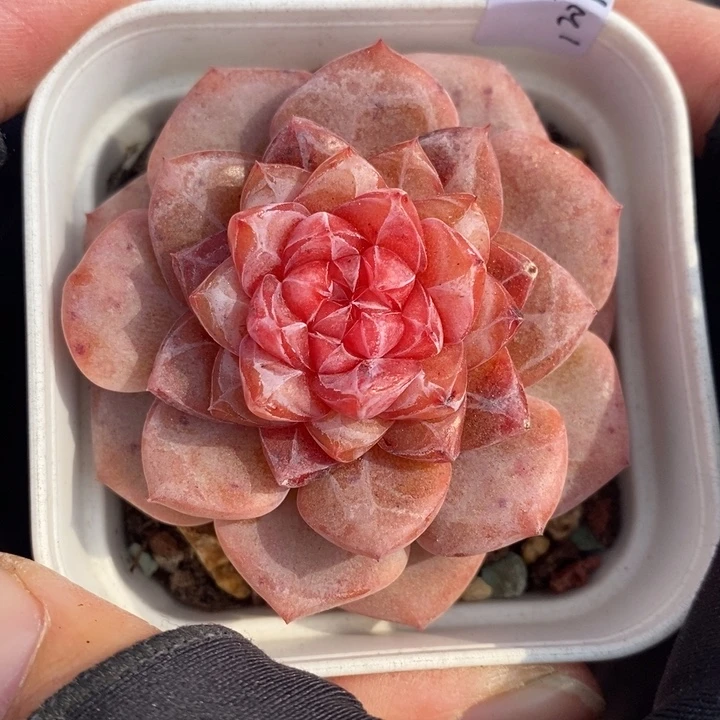 1207-546'糖心多肉