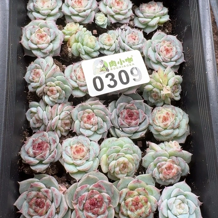 当前无花朵，栽培后可花朵修****?多肉植物多肉植物