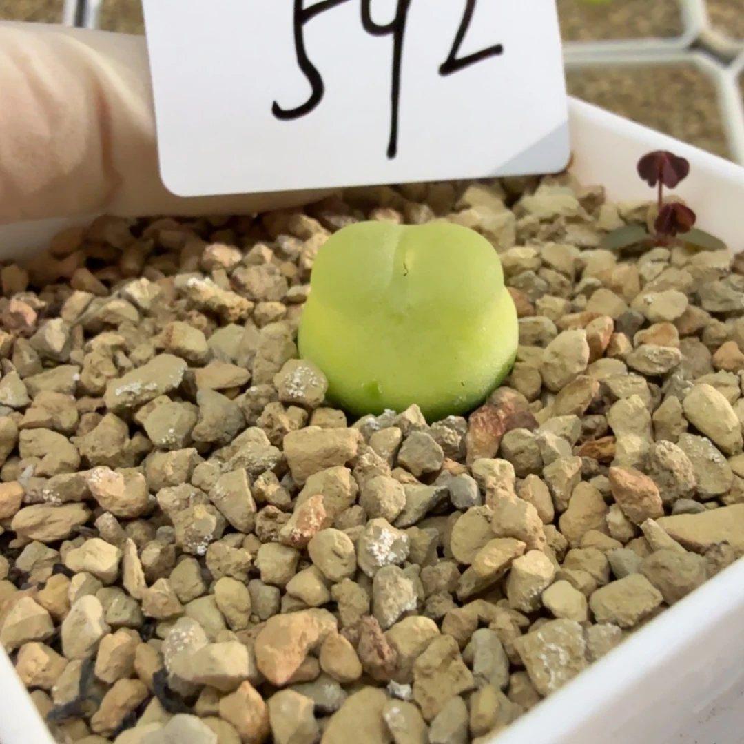 小***干多肉多肉多肉11-592