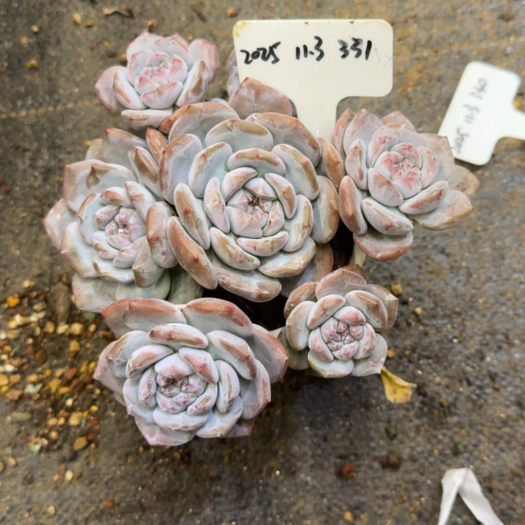 一物一拍石榴籽331