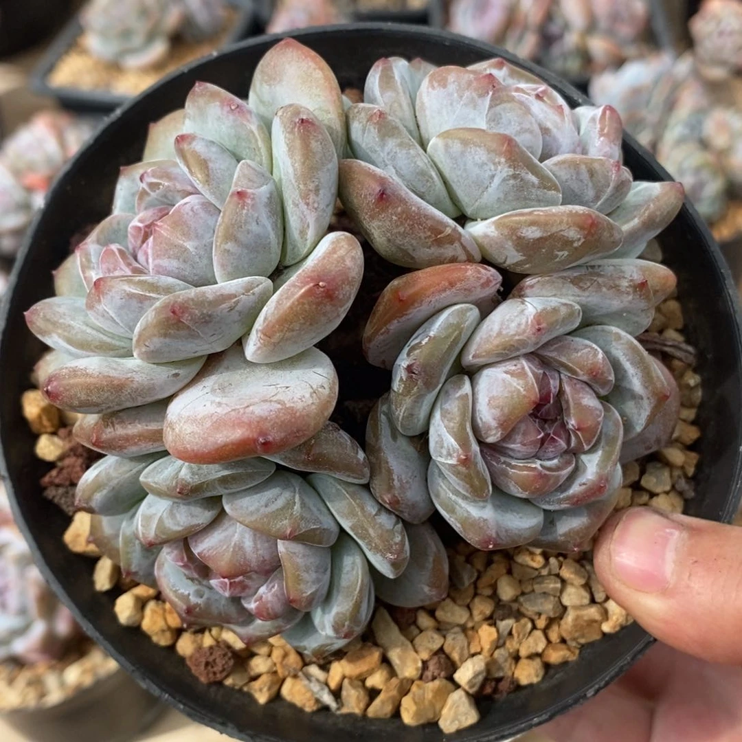 四头绿底紫心大肥肥圆圆