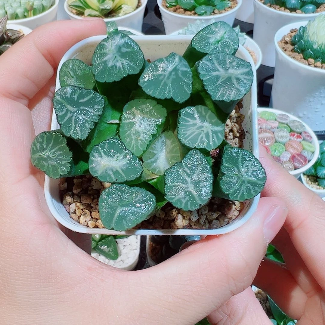 火烧云万象多肉多肉