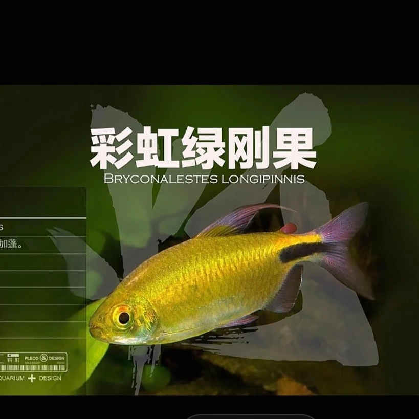 梅子 彩虹绿刚果群游鱼