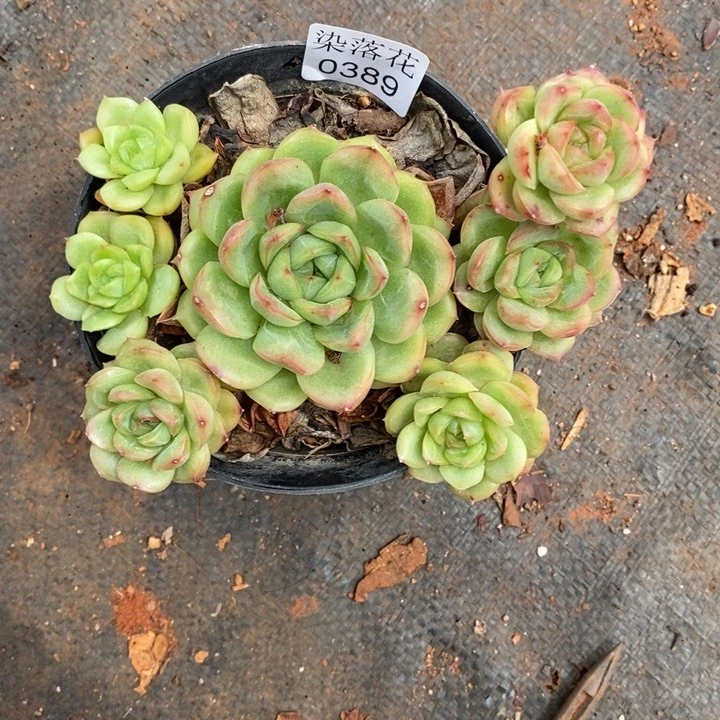 ****气精品多肉植物0389