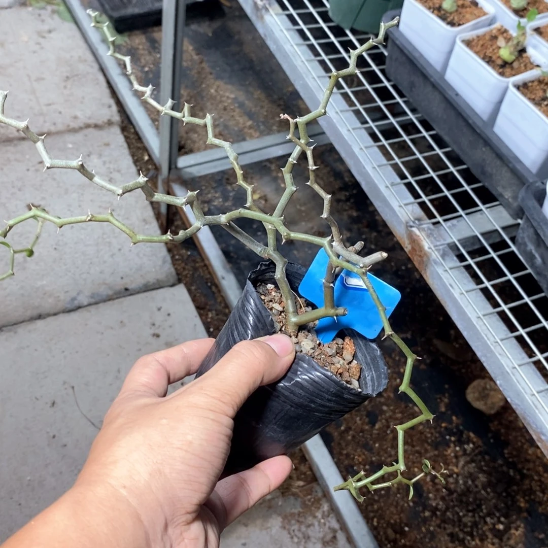 弯曲龙多肉植物一个