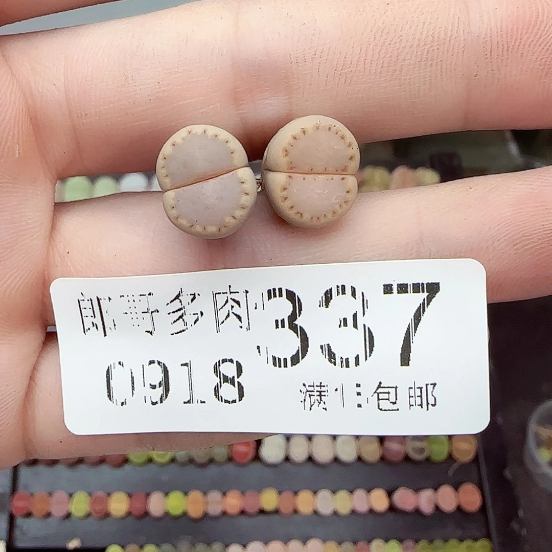 听****满满18包邮0918-337