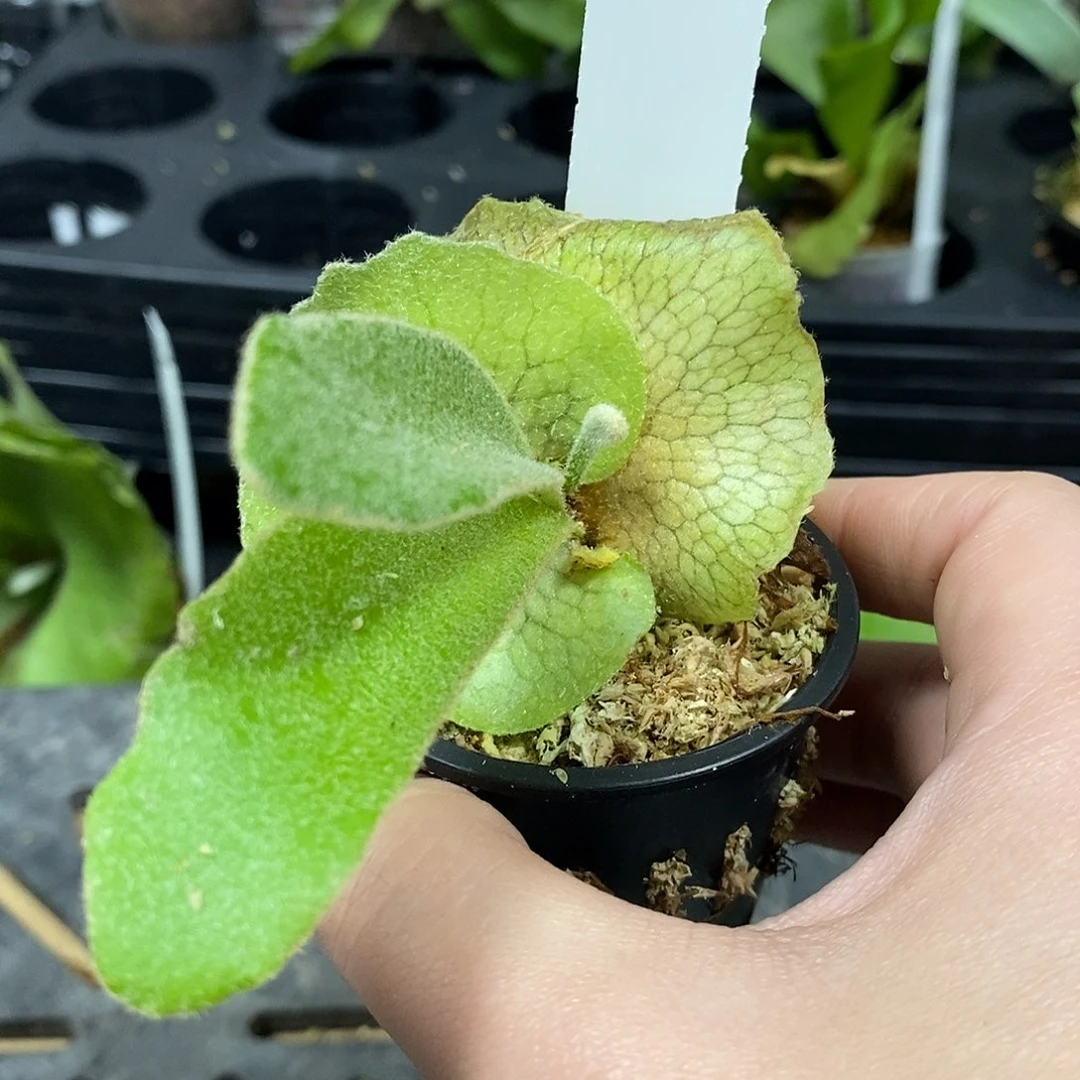 无花朵lisa银鹿666