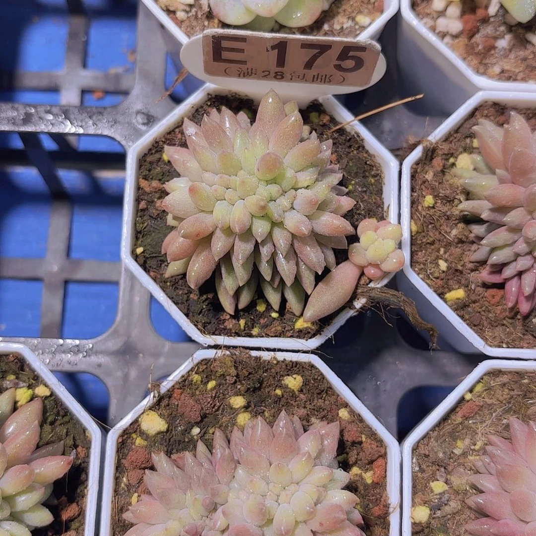 E175红蜻蜓缀一物一拍