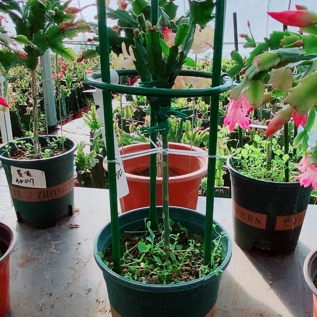 小***呀完全开放叶仙嫁接一物一拍