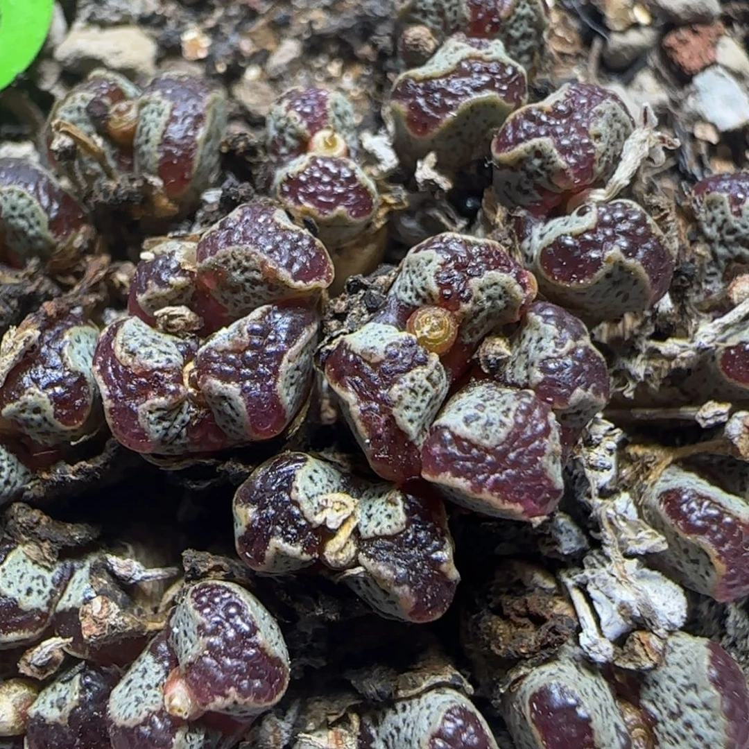 18头漂亮多肉植物916