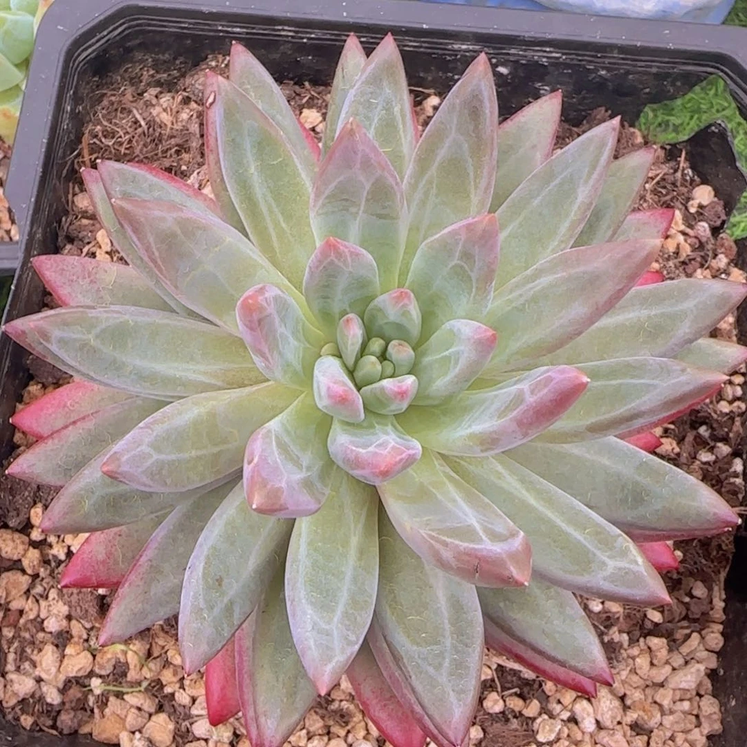 不开花植物虞美人羽毛体多肉植物