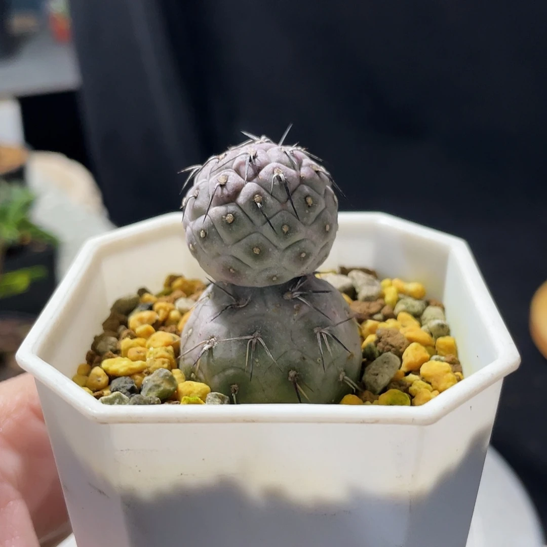 雪人造型习自也666666666666666