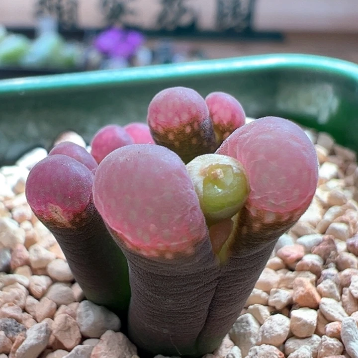 776。 八五折后价。 优选超好看群生鲑鱼粉